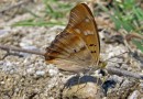 Freyers Purple Emperor (Apatura metis) ©  S. Beshkov